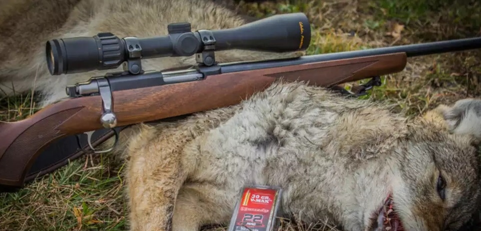 a picture of a Coyote killed with .22 magnum rifle