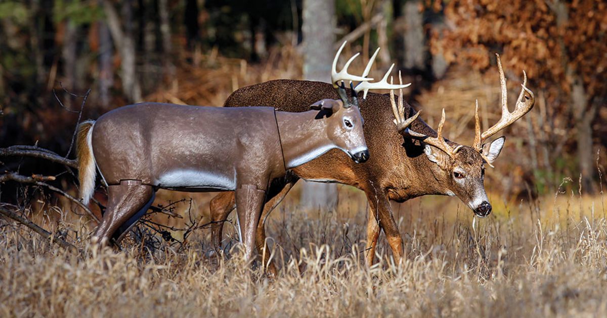 wide racked buck circling decoy