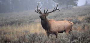 Elk Hunting