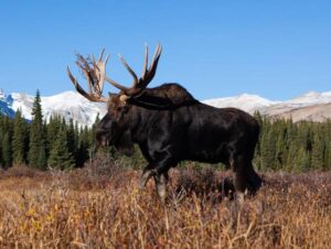 Moose Hunting