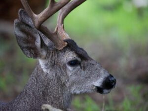 Whitetail Deer