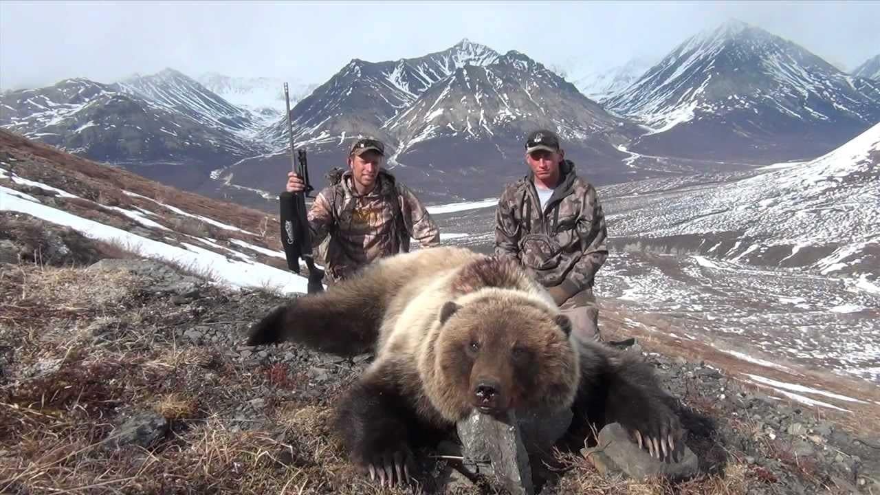 a picture of a grizzly taken in Alaska