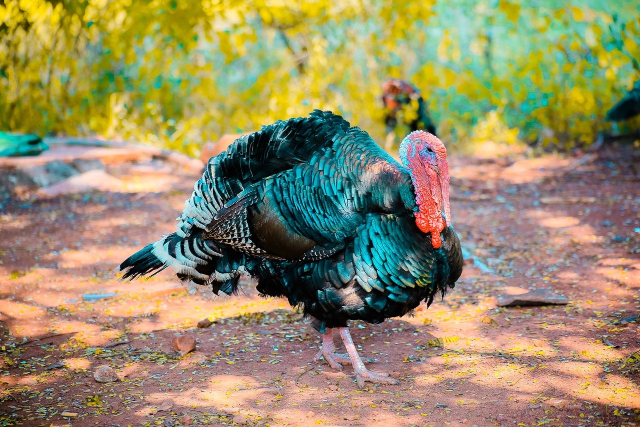 a healthy and radiant turkey