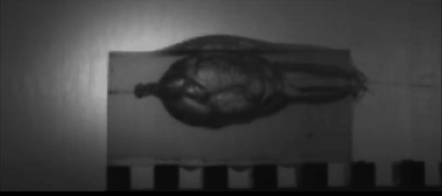 5.7x28mm FN SS-197 impacting ballistic gelatin