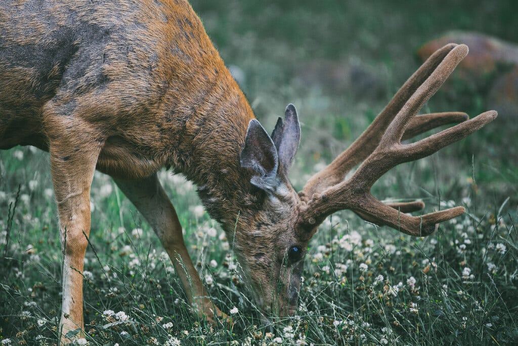 Setting up a deer attractant