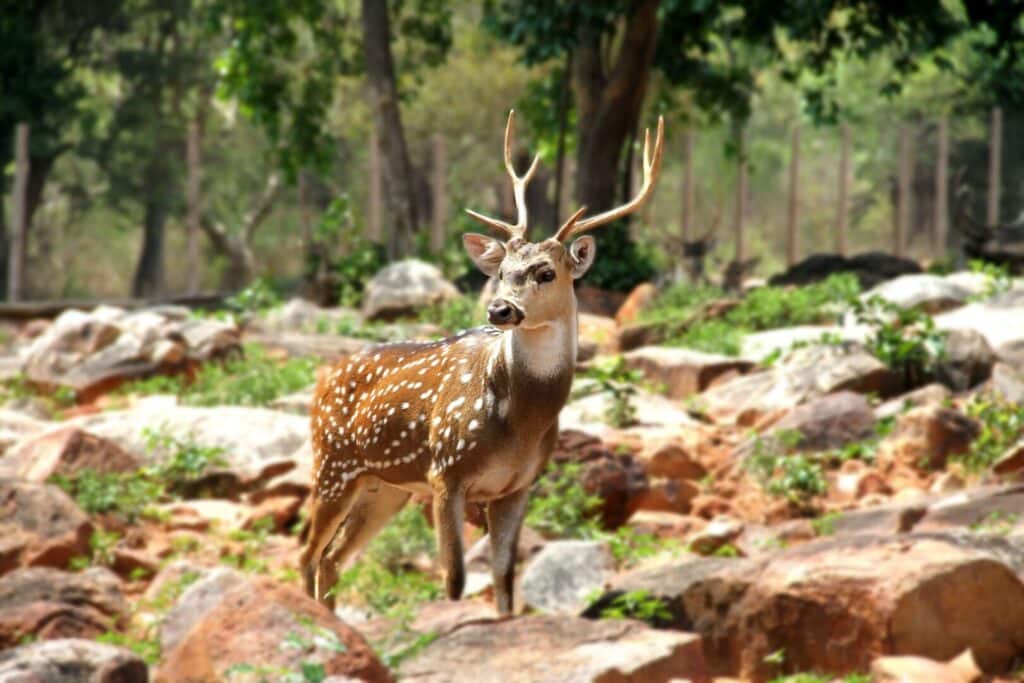 What Types Of Food Are Naturally Available To Local Wildlife